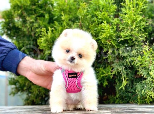 Safkan Teddy Bear Pomeranian Boo Yavrularımız görsel
