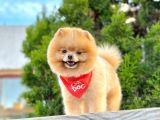 Orji̇nal Pomerani̇an Boo Yavrular