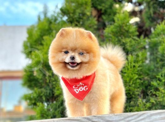 Orji̇nal Pomerani̇an Boo Yavrular görsel
