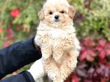 Show Kalite Maltipoo Bebekler