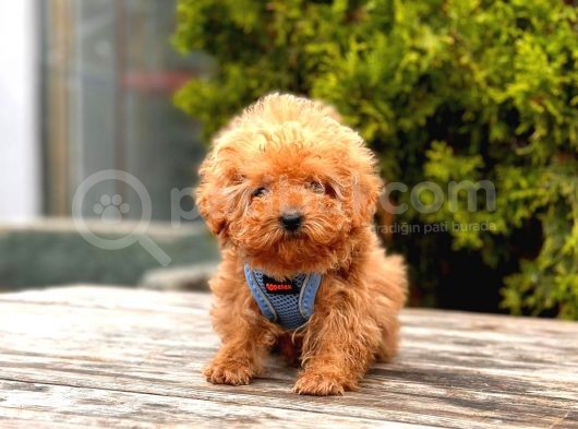 Toy Poodle Mini Boy Yavrular