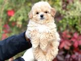 Show Kalite Maltipoo Bebekler