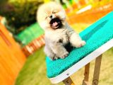En Güzel Pomerani̇an Boo Bebekler