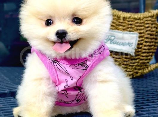2.5 Aylık Orjinal Pomeranian Yavrular görsel