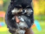 Black And Tan Di̇şi̇ Pomerani̇an Teddy