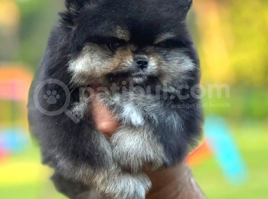 Black And Tan Di̇şi̇ Pomerani̇an Teddy görsel