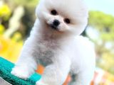 Kusursuz Karbeyaz Pomeranian Boo