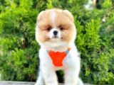 Safkan Teddy Bear Pomeranian Boo Yavrularımız