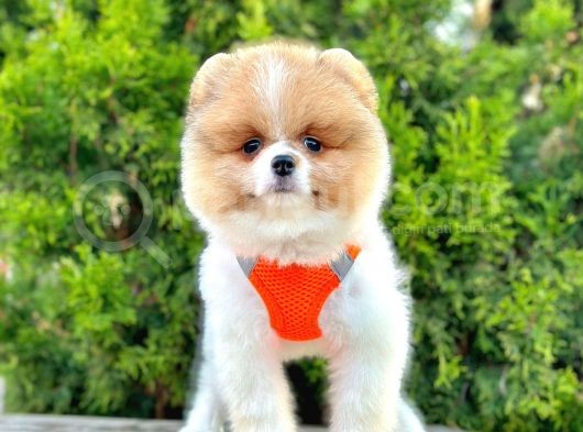Safkan Teddy Bear Pomeranian Boo Yavrularımız görsel