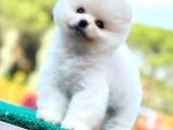 Kusursuz Karbeyaz Pomeranian Boo