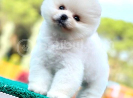 Kusursuz Karbeyaz Pomeranian Boo görsel
