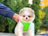 Safkan Teddy Bear Pomeranian Boo Yavrularımız