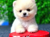 2.5 Aylık Orjinal Pomeranian Yavrular