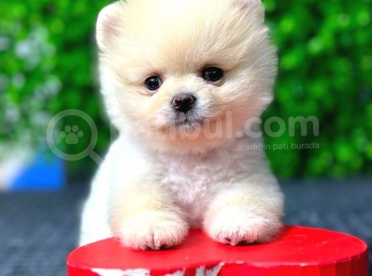 2.5 Aylık Orjinal Pomeranian Yavrular