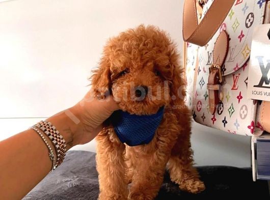 Safkan Di̇şi̇ Ve Erkek Poodle Yavrular görsel