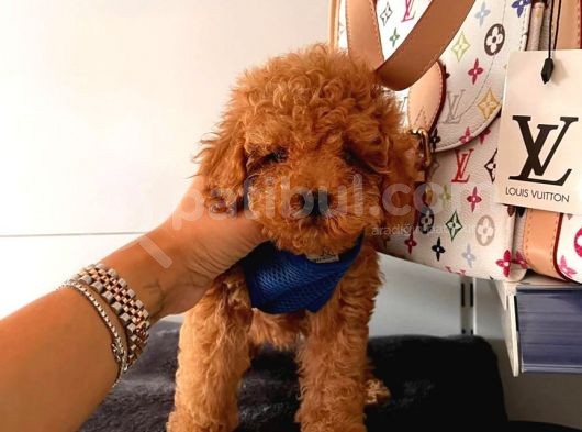 Safkan Di̇şi̇ Ve Erkek Poodle Yavrular