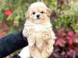 Show Kalite Maltipoo Bebekler