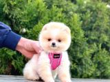 Ayıcık Surat Boo Pomeranian Yavrular