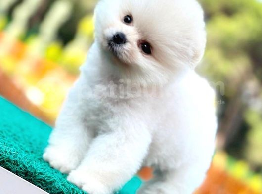 Kusursuz Karbeyaz Pomeranian Boo görsel