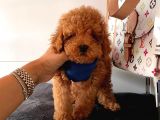 Safkan Di̇şi̇ Ve Erkek Poodle Yavrular
