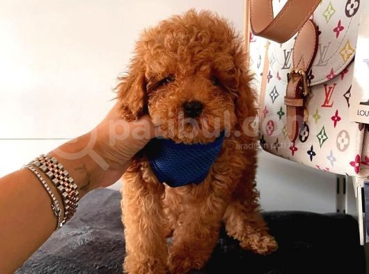 Safkan Di̇şi̇ Ve Erkek Poodle Yavrular görsel