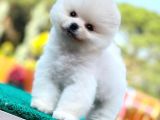 Kusursuz Karbeyaz Pomeranian Boo