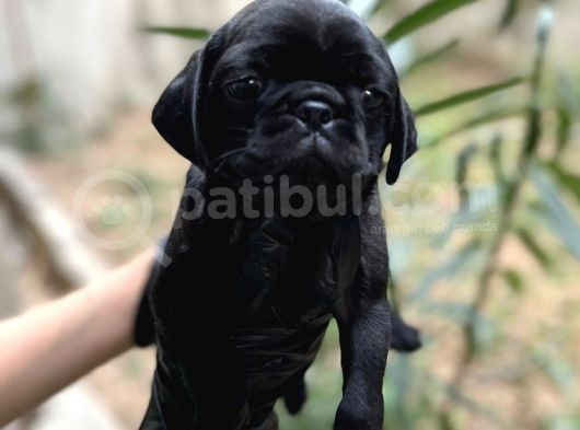 Harika Renk Tonuna Sahip Pug Mops Yavrumuz görsel