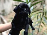 Harika Renk Tonuna Sahip Pug Mops Yavrumuz