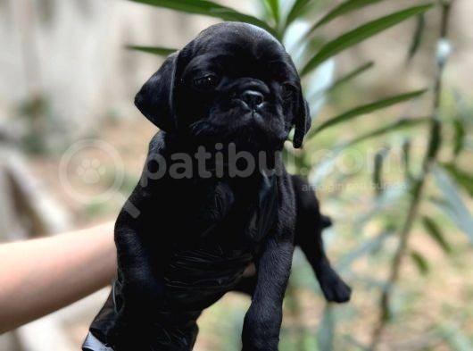Harika Renk Tonuna Sahip Pug Mops Yavrumuz