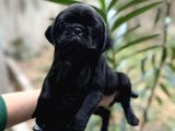 Harika Renk Tonuna Sahip Pug Mops Yavrumuz