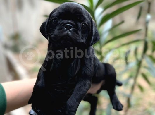 Harika Renk Tonuna Sahip Pug Mops Yavrumuz görsel
