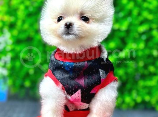 Dişi Ve Erkek Güvenilir Şekilde Elden Teslim Pomeranian Boo Yavrularımız