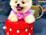 İstanbul'Da Bakanlık Onaylı Petshop Mağazamızdan Pomeranian Boo Yavrumuz