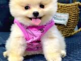 İstanbul'da Bakanlık Onaylı Petshop Mağazamızdan Pomeranian BOO yavrumuz