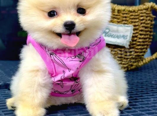 İstanbul'Da Bakanlık Onaylı Petshop Mağazamızdan Pomeranian Boo Yavrumuz