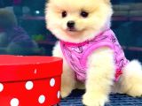 İstanbul'Da Bakanlık Onaylı Petshop Mağazamızdan Pomeranian Boo Yavrumuz