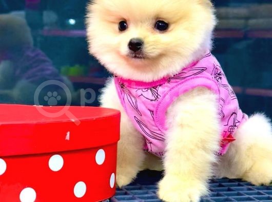 İstanbul'Da Bakanlık Onaylı Petshop Mağazamızdan Pomeranian Boo Yavrumuz görsel