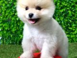 Dişi Ve Erkek Güvenilir Şekilde Elden Teslim Pomeranian Boo Yavrularımız