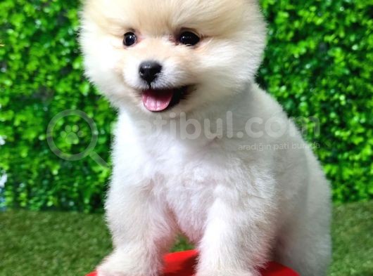 Dişi Ve Erkek Güvenilir Şekilde Elden Teslim Pomeranian Boo Yavrularımız görsel