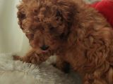 A Scr Toy Poodle Bebekler Üst Kali̇te
