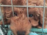 A Scr Toy Poodle Bebekler Üst Kali̇te