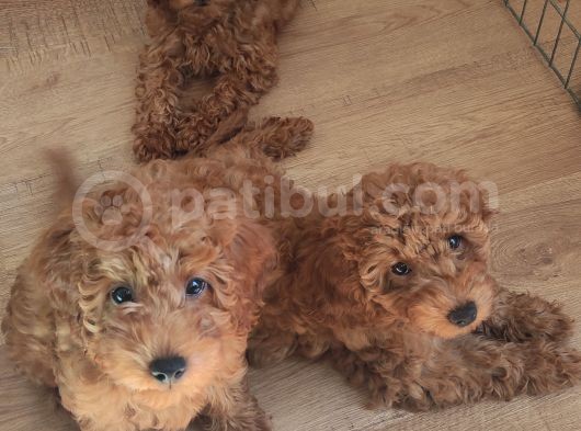 A Scr Toy Poodle Bebekler Üst Kali̇te