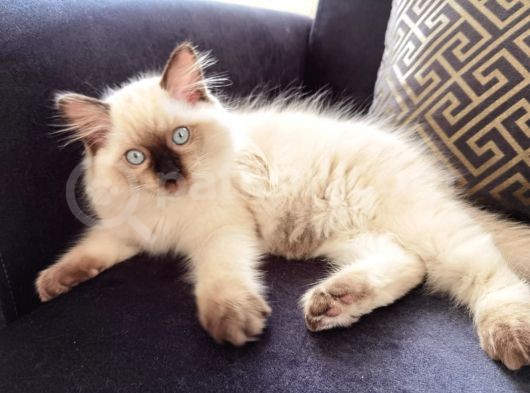 Yurtdışından Getirilmiş Resmi Şecereli Anne Ve Babadan Ragdoll Erkek Yavru Kedi görsel