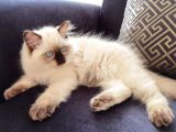 Yurtdışından Getirilmiş Resmi Şecereli Anne Ve Babadan Ragdoll Erkek Yavru Kedi