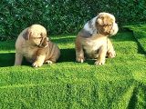 Show Kalite Erkek Dişi İngiliz Bulldog