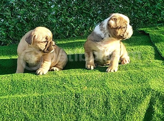 Show Kalite Erkek Dişi İngiliz Bulldog görsel