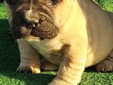 Show Kalite Erkek Dişi İngiliz Bulldog