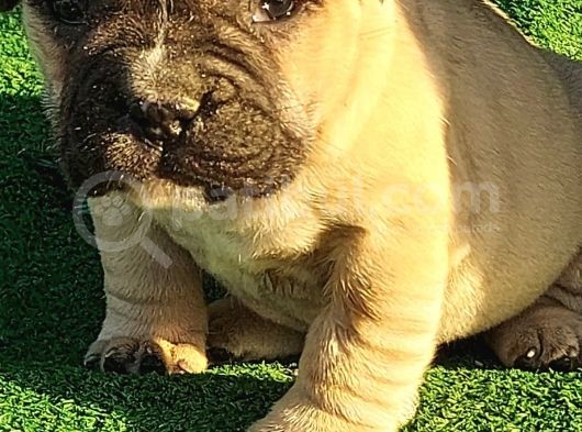 Show Kalite Erkek Dişi İngiliz Bulldog görsel