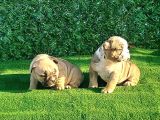 Show Kalite Erkek Dişi İngiliz Bulldog