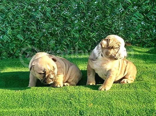 Show Kalite Erkek Dişi İngiliz Bulldog